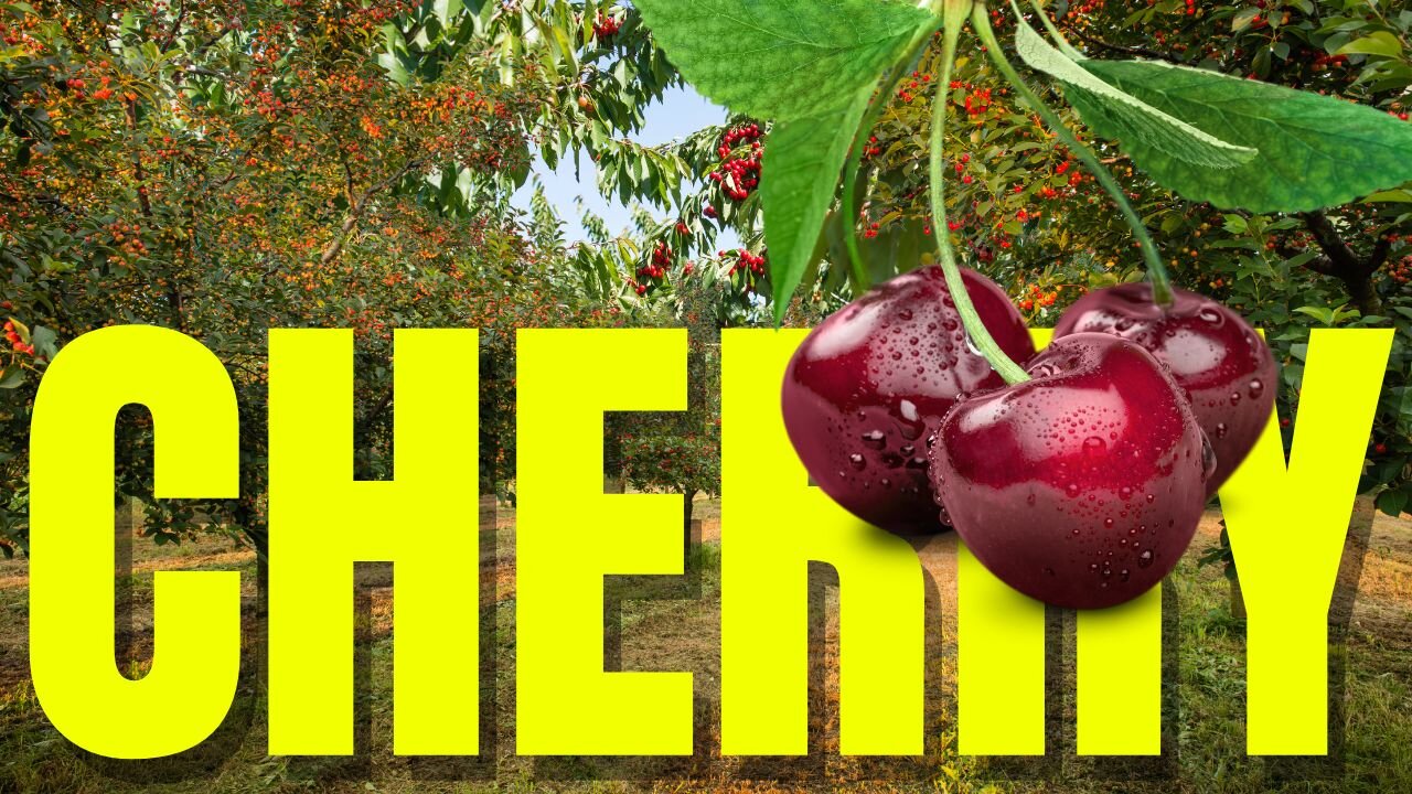 Village Vibes: A Day in a Cherry Farm Adventure You Can't Miss!