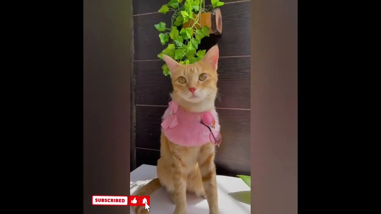 cute cat videos 😹 funny videos 😂1704