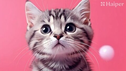 Cute Cat Gif