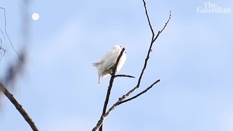 White bellbrid: