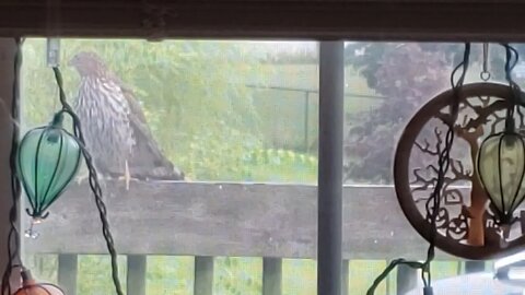 Hawk on me Deck pt 1 August 2021