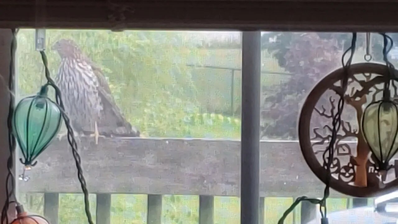 Hawk on me Deck pt 1 August 2021