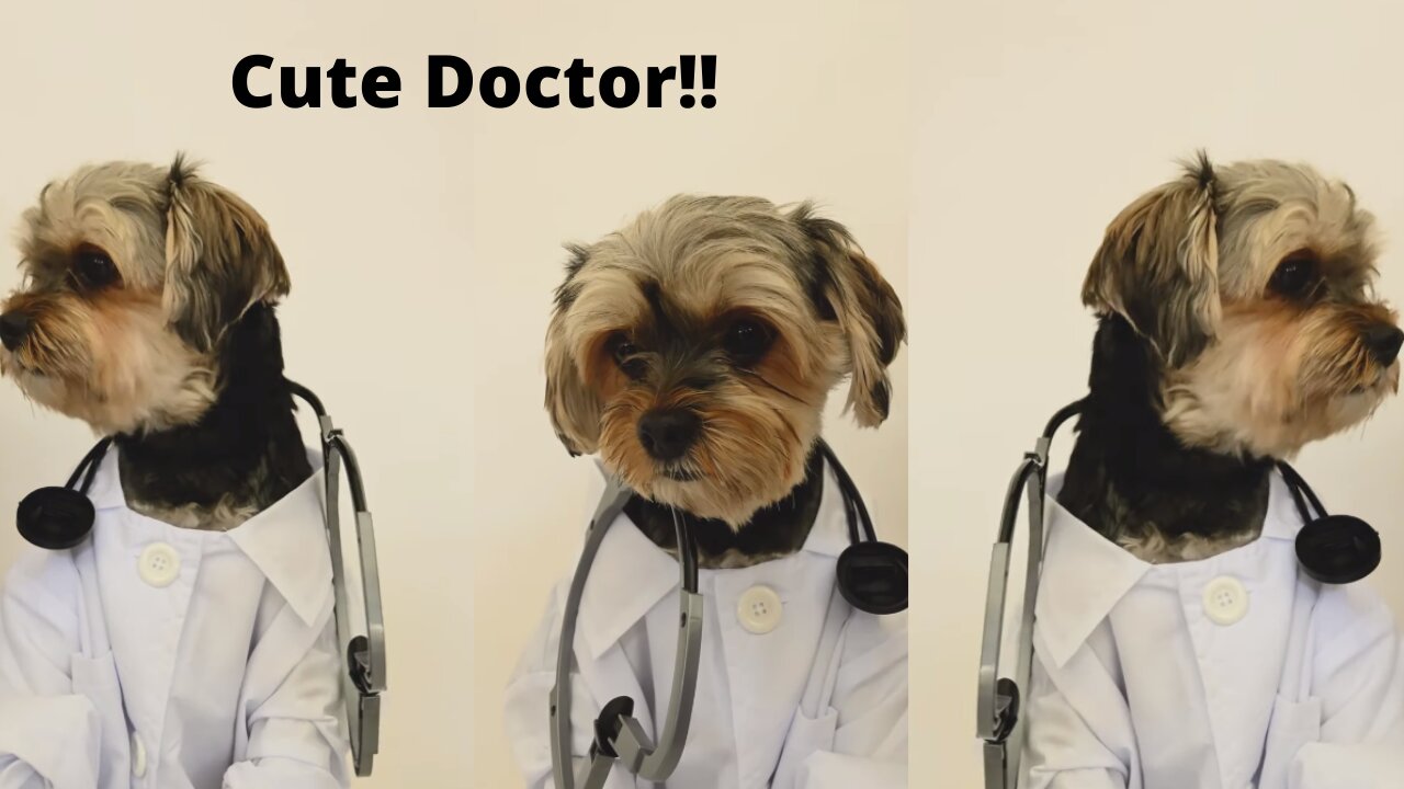 Dog: Where is my patient ? #cutedog as #doctor