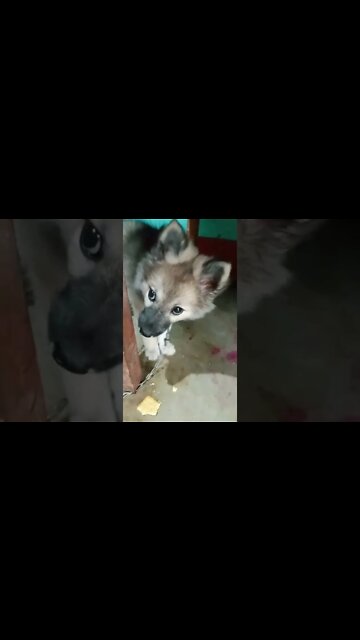 very cute puppy eating 🐈🥰|#shorts #shortvideo #cute #dogs #puppy #firstshortvideo