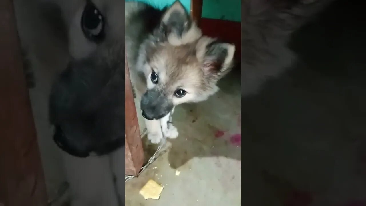 very cute puppy eating 🐈🥰|#shorts #shortvideo #cute #dogs #puppy #firstshortvideo