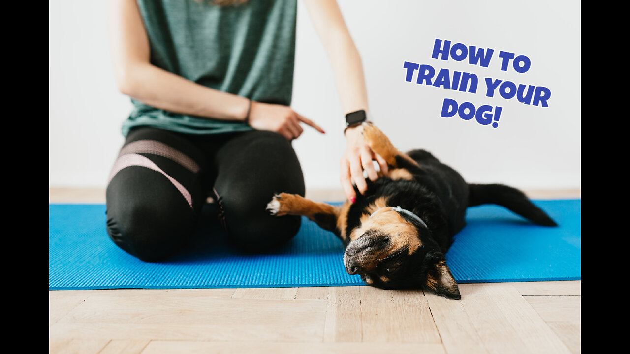 How to Train Your Dog To Behave With Easy Steps !