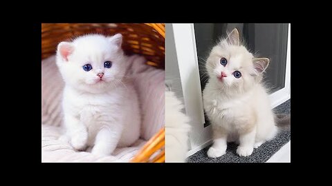 Baby Cats - Cute and Funny Cat Videos Compilation | Aww Animals