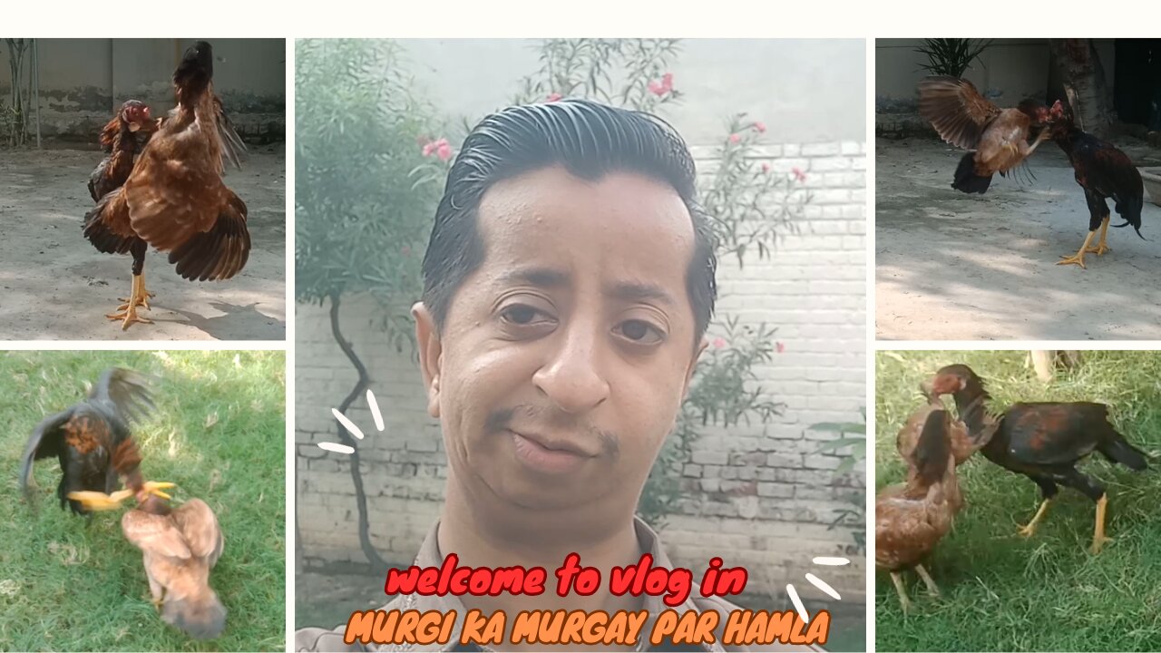 Murgi ka murgay par hamla || hen attacked murga || aseel murga videos || aseel murgy ki larai || pet