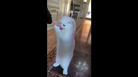 Funny cute animals