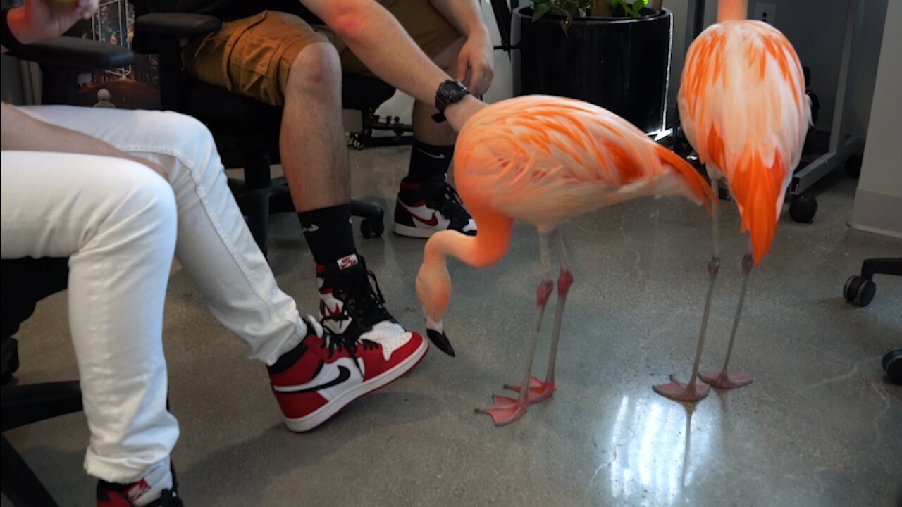 Look who came to my office 😳flamingos