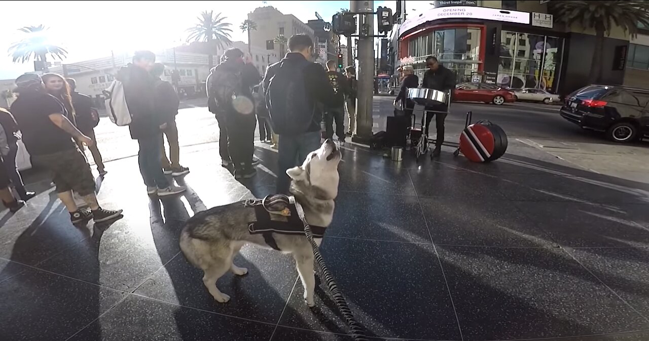 Cute Siberian Husky HOWLING At Performers STEALS THE SHOW (Hollywood)