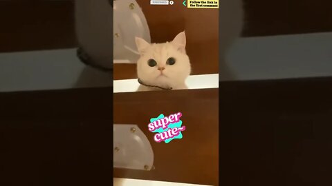 cute cat videos 😹 funny videos 😂 853 😻