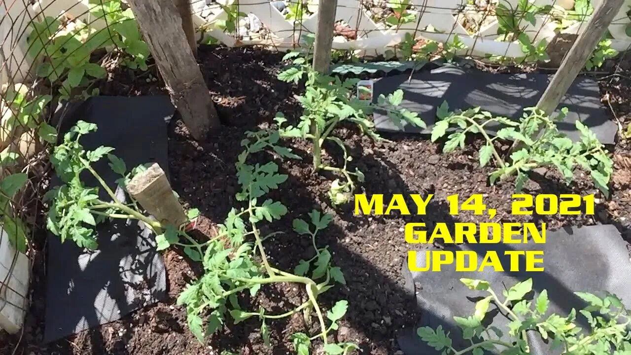 Tony Caravan's Garden Update May 14, 2021