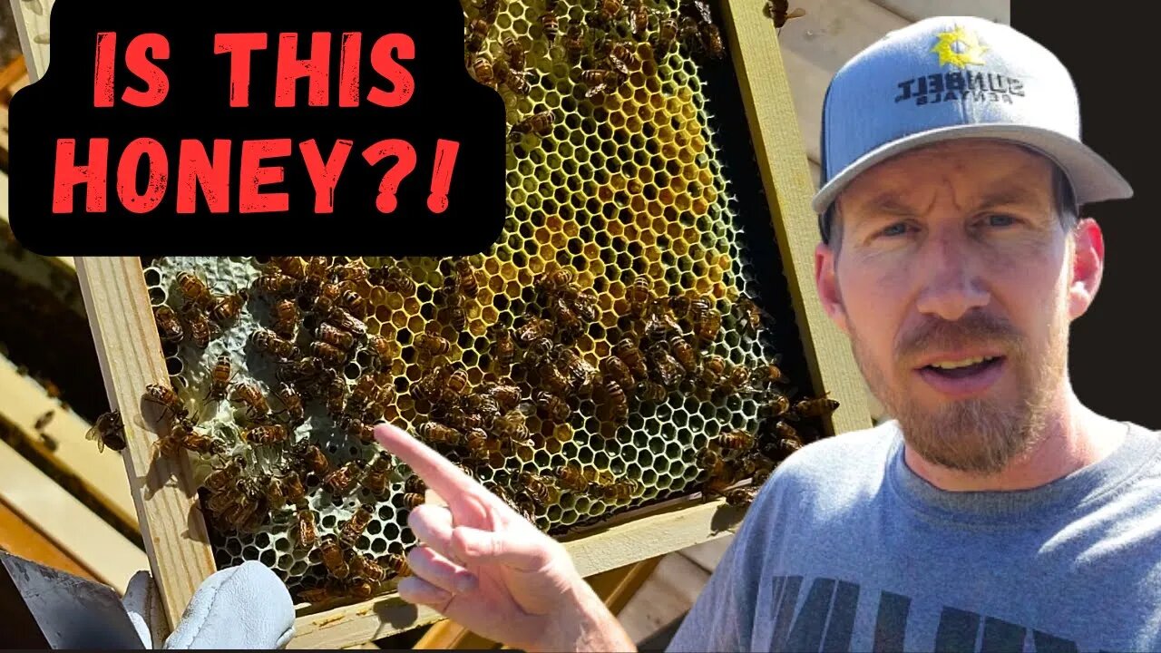 Project Bee: Is it Time For Honey Yet?