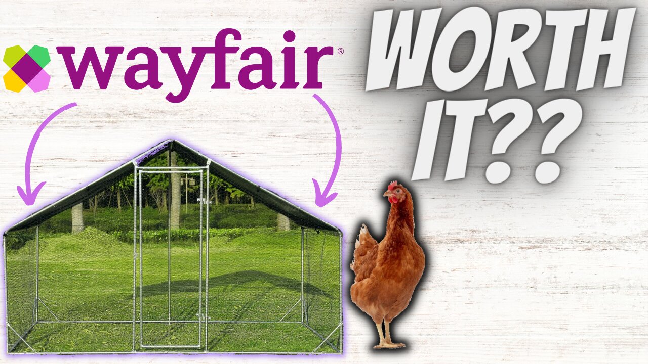 Wayfair Chicken Run | Is it worth it???