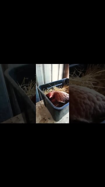 How is Forest this morning. Still sitting on eggs