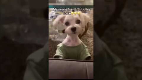 #MEME is the one and only D-O double G #trending #shorts