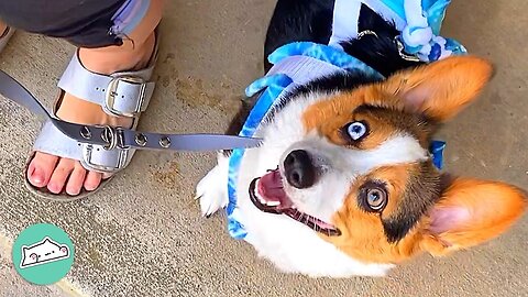 Service Corgi Helps Woman Fight Anxiety And Go Places Again | Furry Buddies