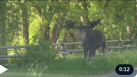 Bull Moose Walks Past Family in Vehicle