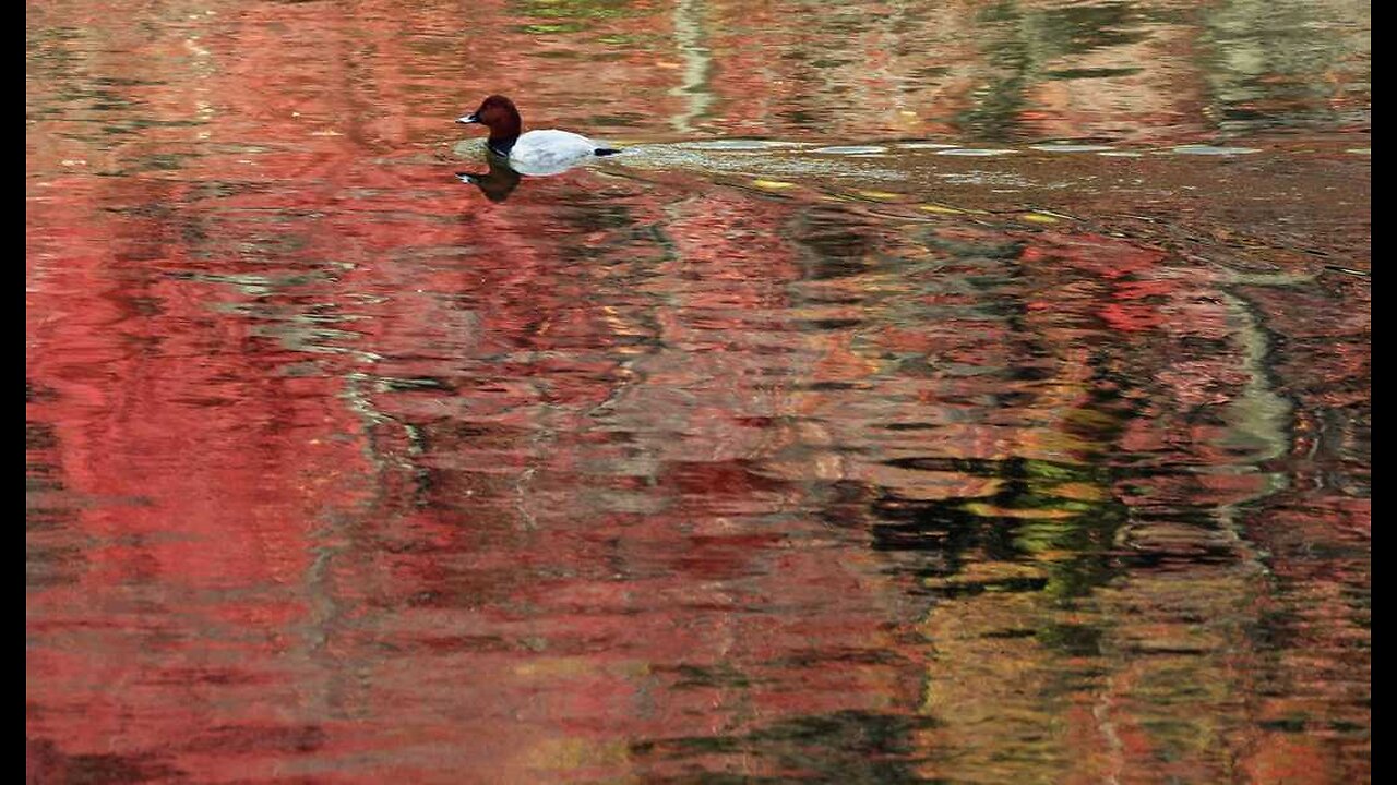 Iowa Pilot vs. Duck: Iowa Pilot 1, Duck 0