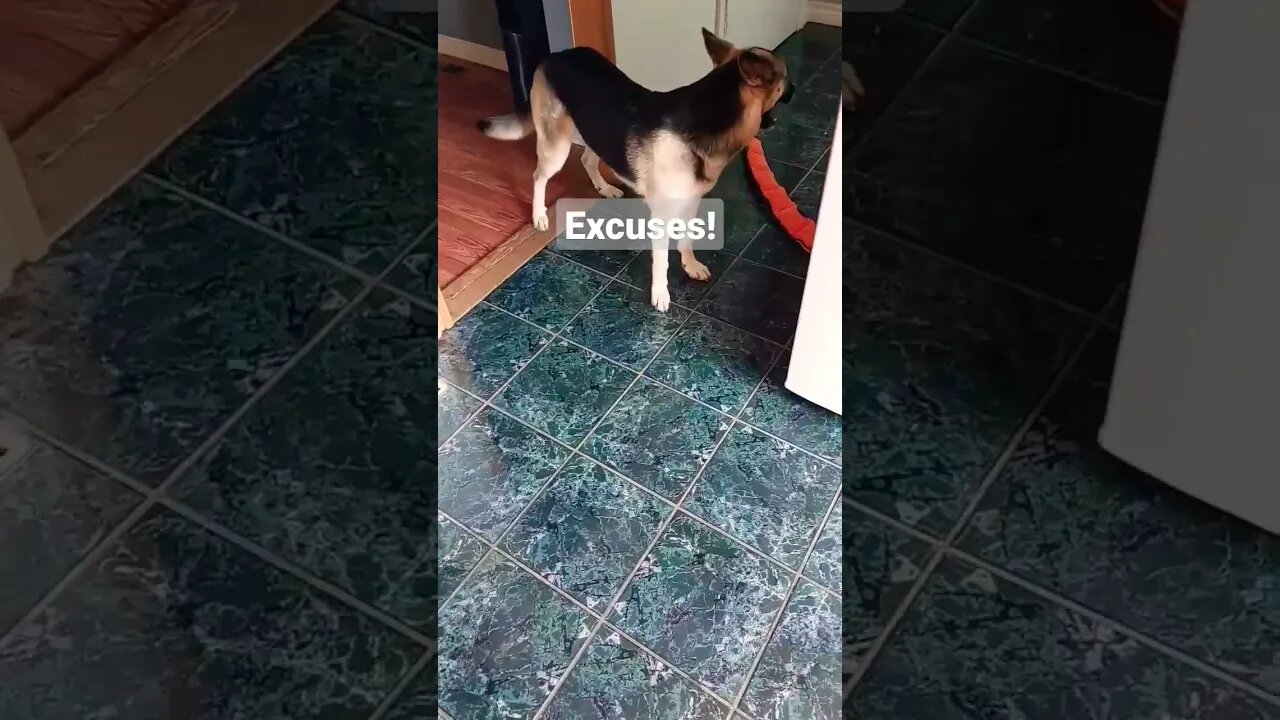 Dogs Hate when I Go To Work #shorts