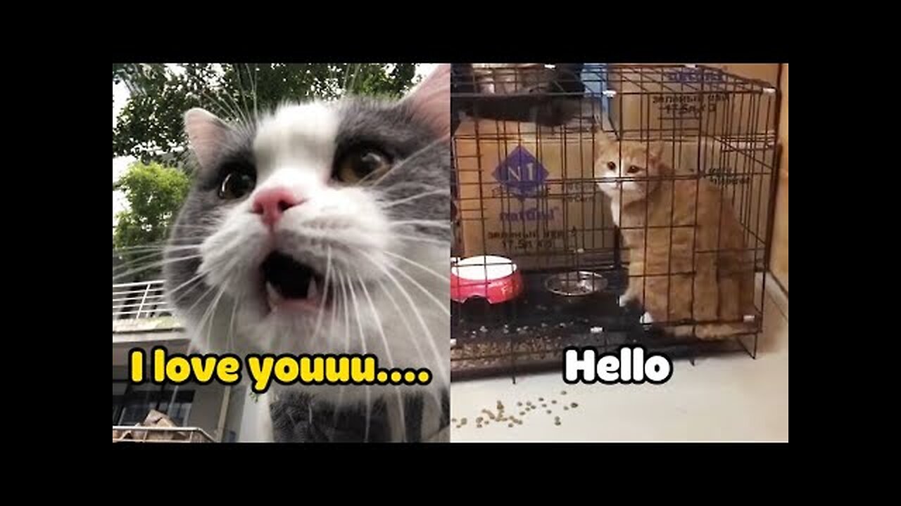 Cats talking !! these cats can speak english better than hooman