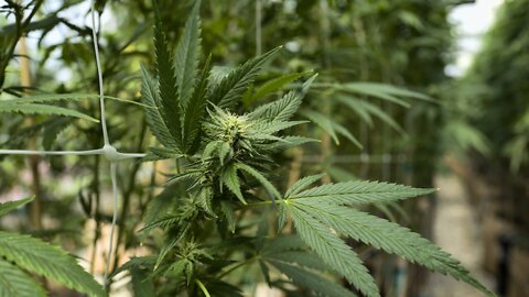 Cannabis Control Board awards four CAURD dispensary licenses in WNY