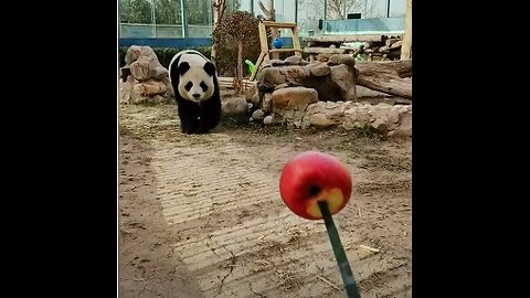 “Bear vs. Apple: A Fruitful Showdown”