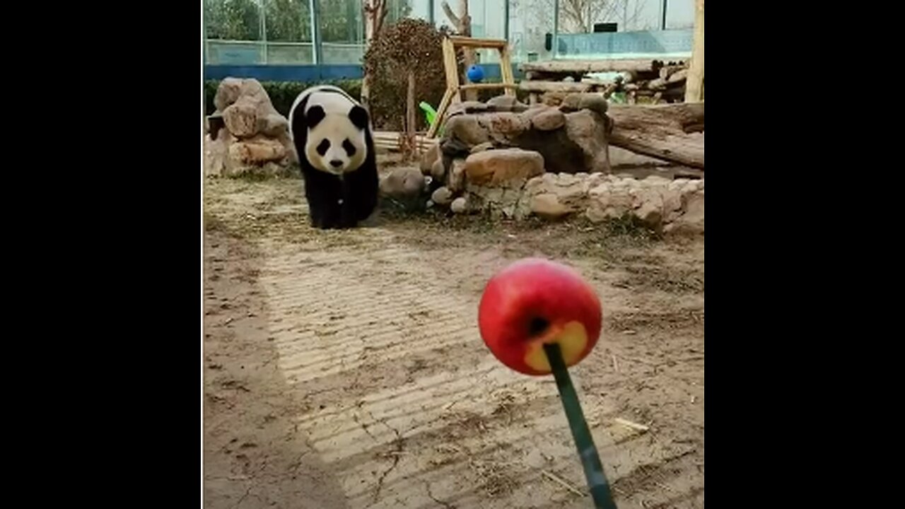 “Bear vs. Apple: A Fruitful Showdown”