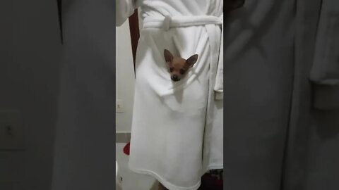 PINSCHER ZERO QUE CABE NO BOLSO #shorts