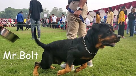 Me and Bolt visited Dog show in Lucknow 2019 || 3rd November || Mr.Bolt || Part 2