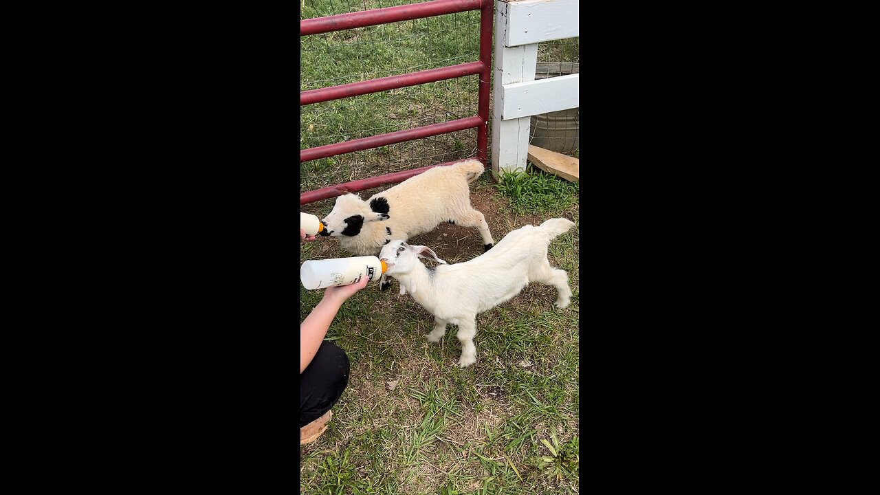 Baby goats!