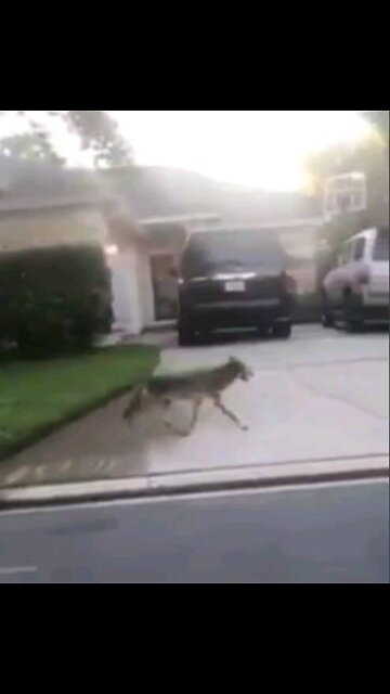 Coyote Sighting In Atlantic Beach, FL