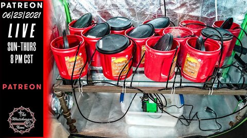 The Watchman News - 06/23/2021 Apartment Size Indoor Hybrid Hydroponic Grow Tent Update Video