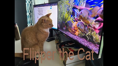 Flipper the Cat, Ep. 8, Tail Greeting and Interrupted Meows