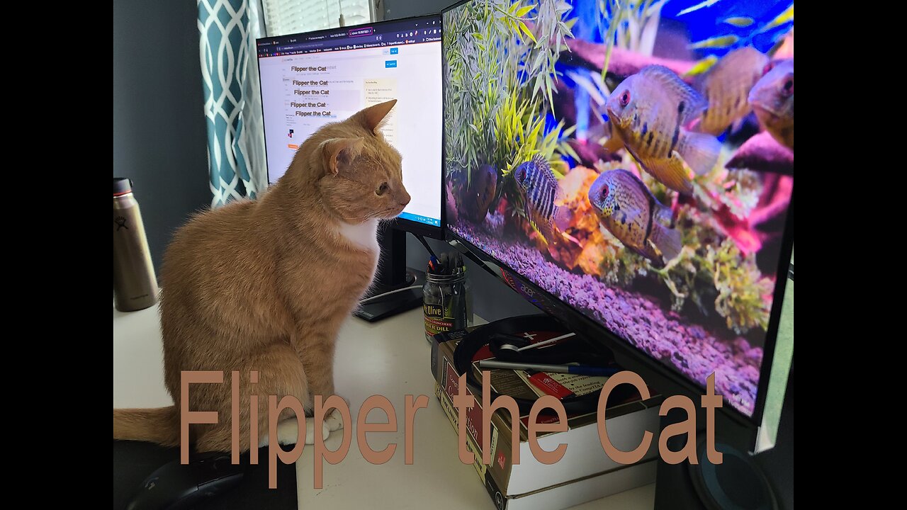 Flipper the Cat, Ep. 8, Tail Greeting and Interrupted Meows