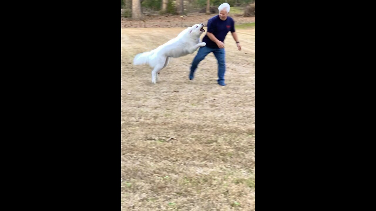 Playful Great Pyrenees having fun