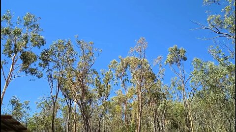 The Australian Bush, blue sky, 21st November 2021