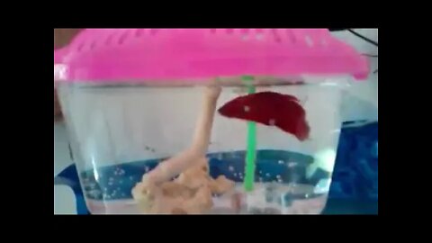 Fish Collection. Indoor and Outdoor-004