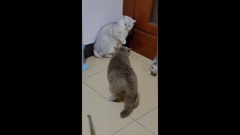 Best Cat Video Ever - Funny Cats Fight