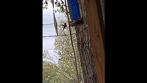 Hummingbirds