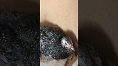 Put a small keet in injured baby for extra warmth and comfort overnight