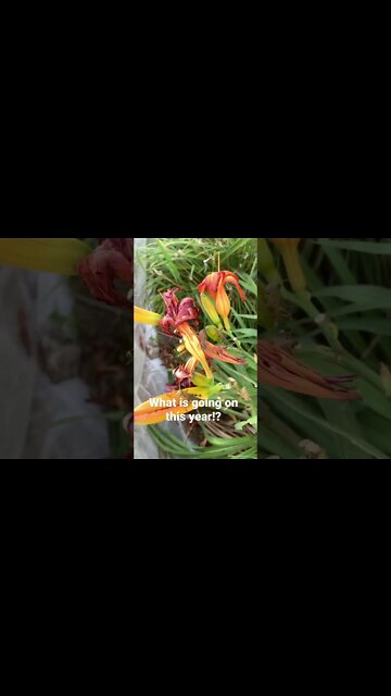 What is going on this year!?