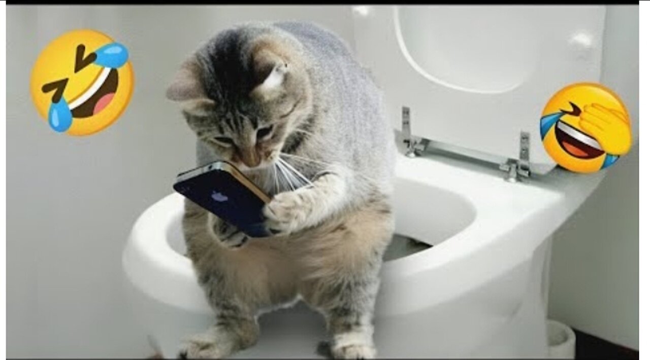 Funny Videos Funny Cat Videos Funny Animal Videos shorts short funnyshorts funny_