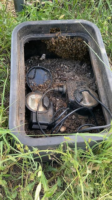 Tiniest colony I’ve ever seen!