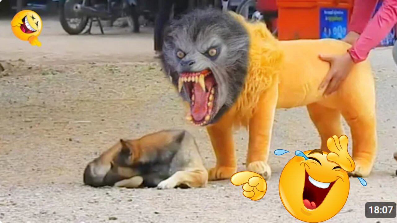 Troll Prank Dog Funny & fake Lion and Fake Tiger Prank To dog & Huge Box Prank to dog