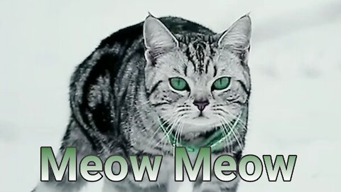 Meow Meow Cutest Cat Video For You