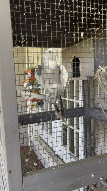 Calypso is happy to be back outside