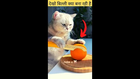 देखो बिल्ली क्या बना रही है😍look what the cat is making👈