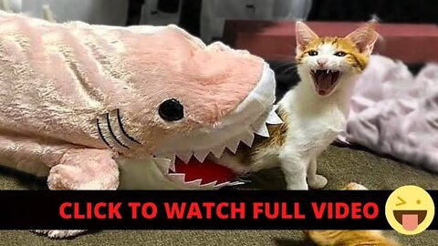 Funniest animal video ever this make you not stop to laugh